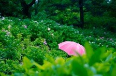 紫陽花