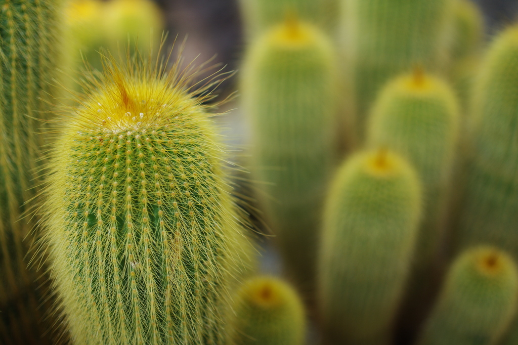Macro World #4