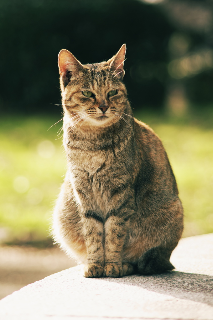猫ポートレート #1