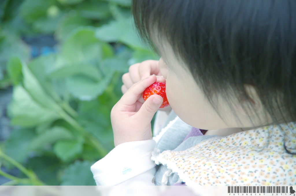 Sweet Berry Hunt 2011
