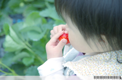 Sweet Berry Hunt 2011