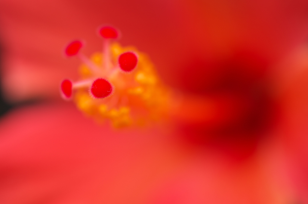 Macro World #1