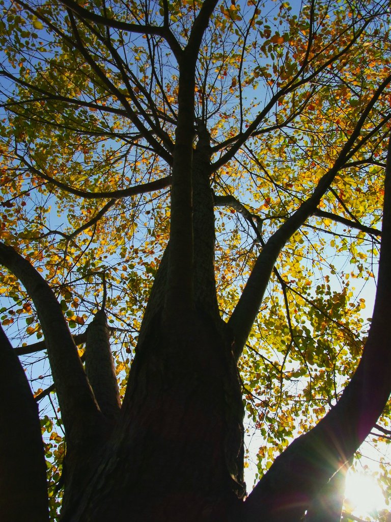 fall colors #2