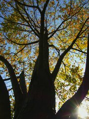 fall colors #2