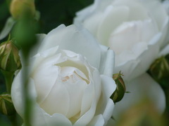 WhiteRose