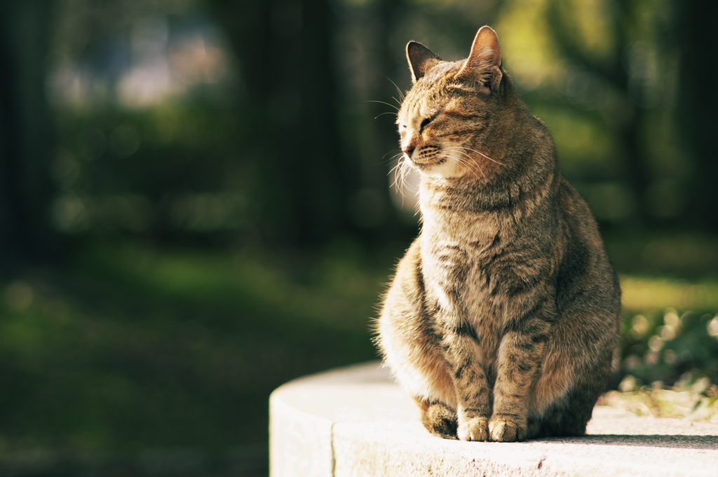 猫ポートレート #3