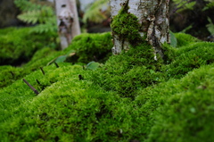 Macro World #6