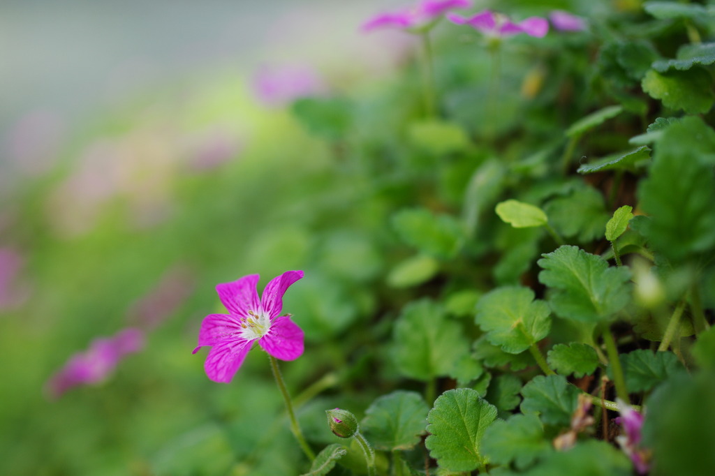 Macro World #9