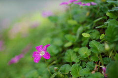 Macro World #9