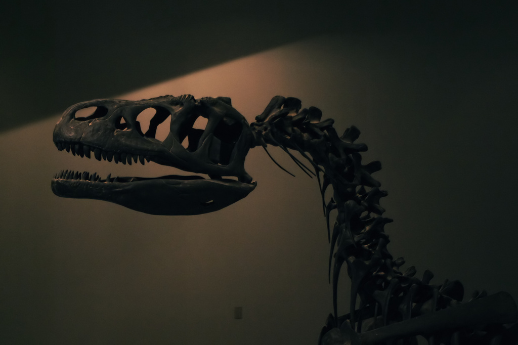 Dinosaur Museum