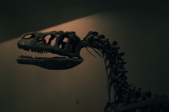 Dinosaur Museum