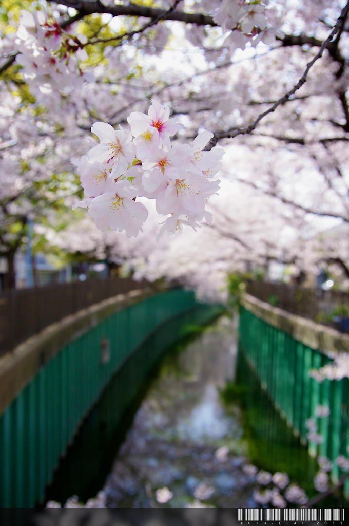 SAKURA stream