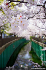 SAKURA stream