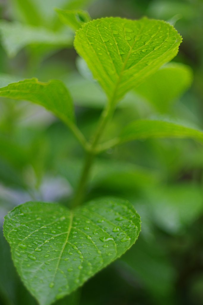 Rainy green #4