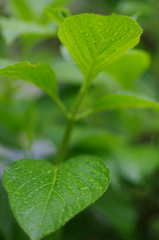 Rainy green #4