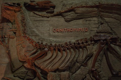 ORNITHOMIMID