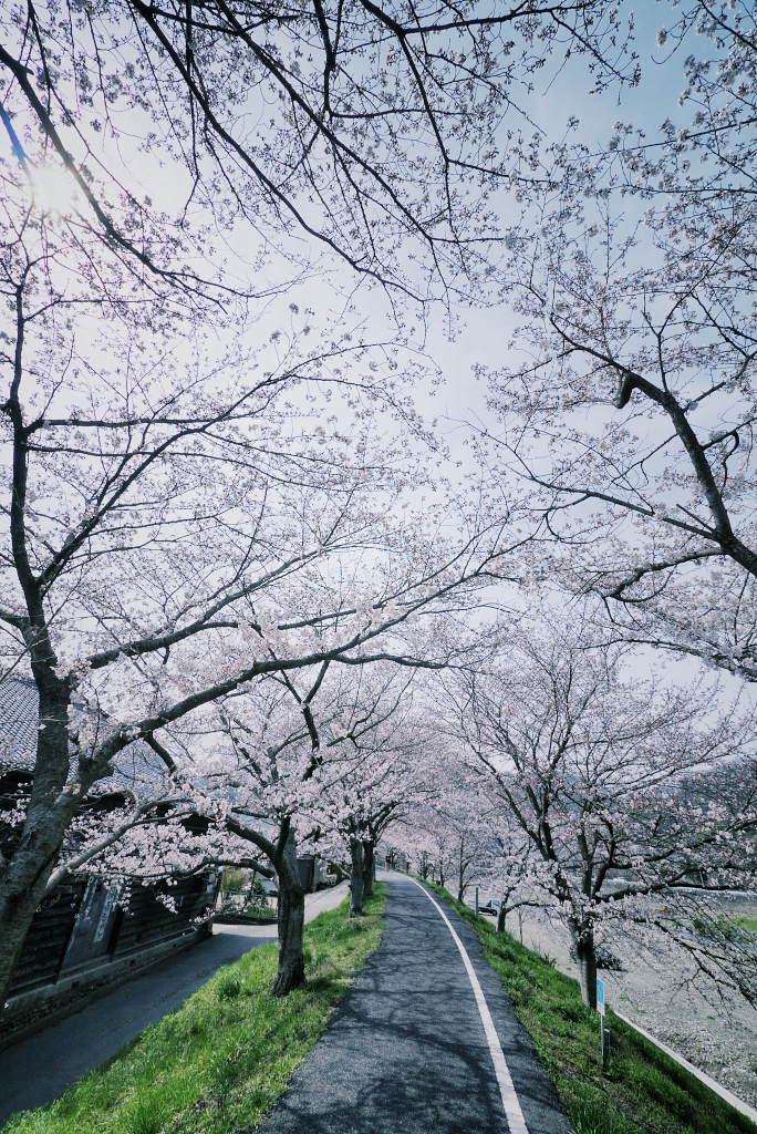 花のもとにて