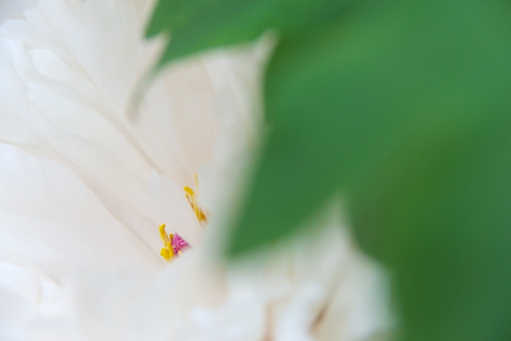 華 #2