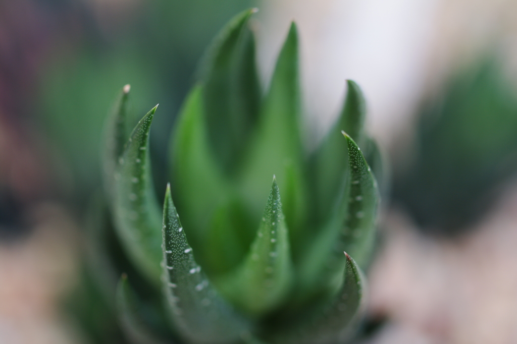 Macro World #2