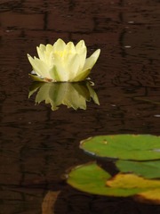 雨上がりの水連