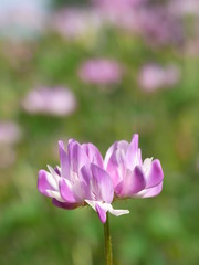 蓮華