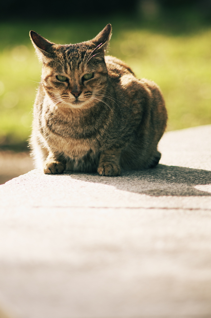 猫ポートレート #2