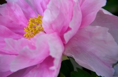華 #1