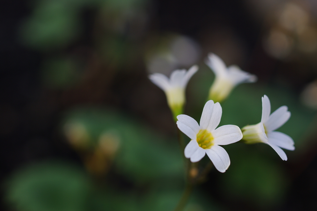 Macro World #8