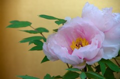 華 #3