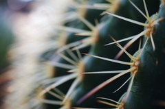 Macro World #3