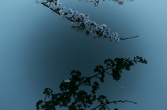 薄墨