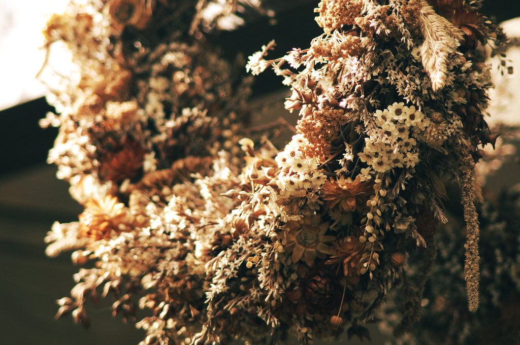 dried flowers #1