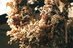 dried flowers #1