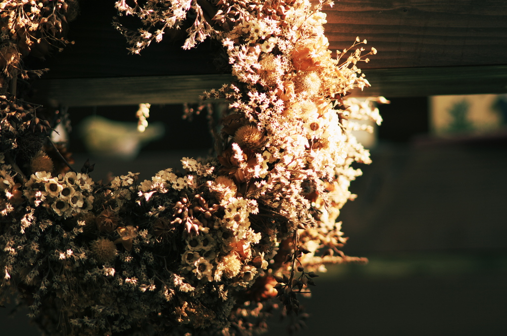 dried flowers #5