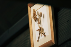 dried flowers #3