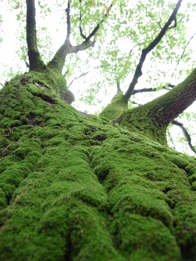 moss green