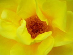 YellowRose
