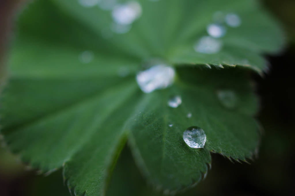 Macro World #7