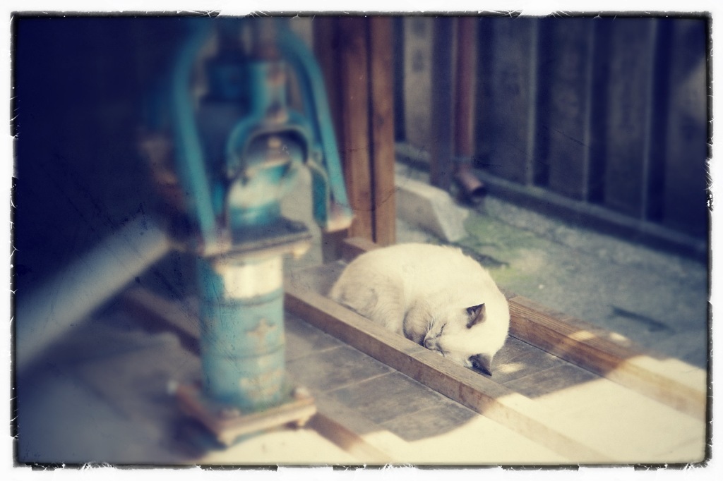 法善寺横町の眠り猫