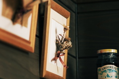 dried flowers #4