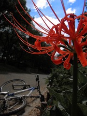秋空に紅く？