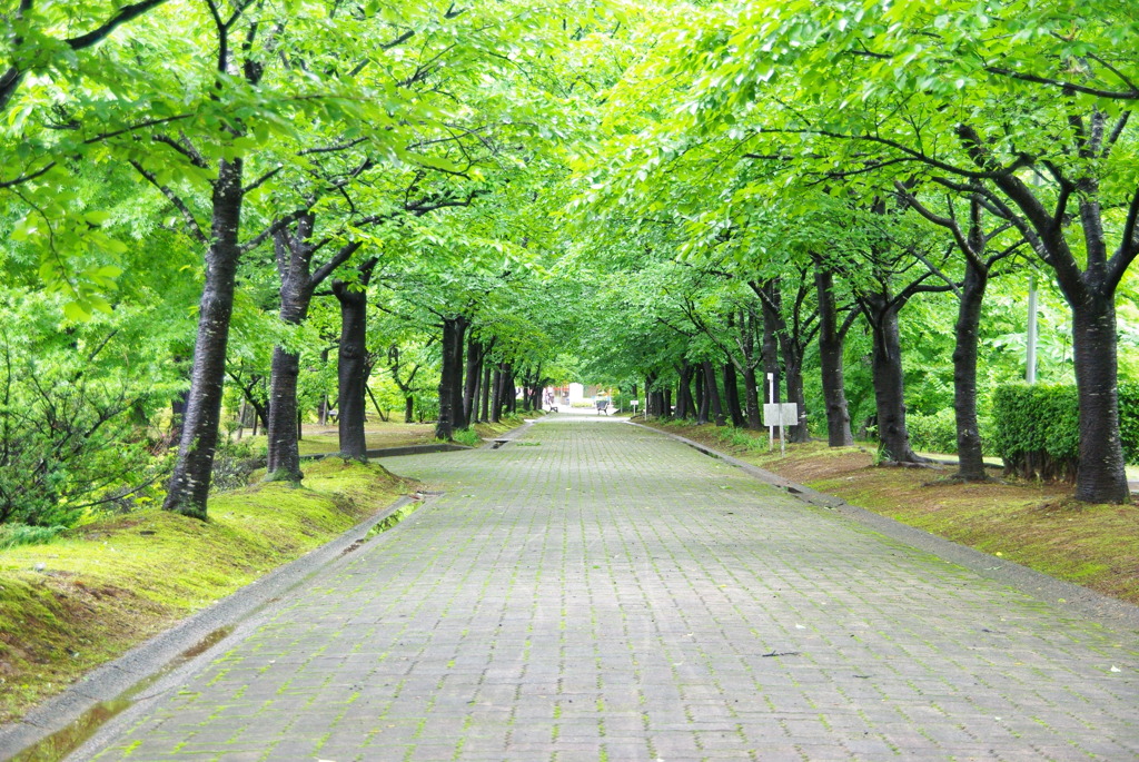 雨の緑道