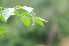 葉っぱと雨－２