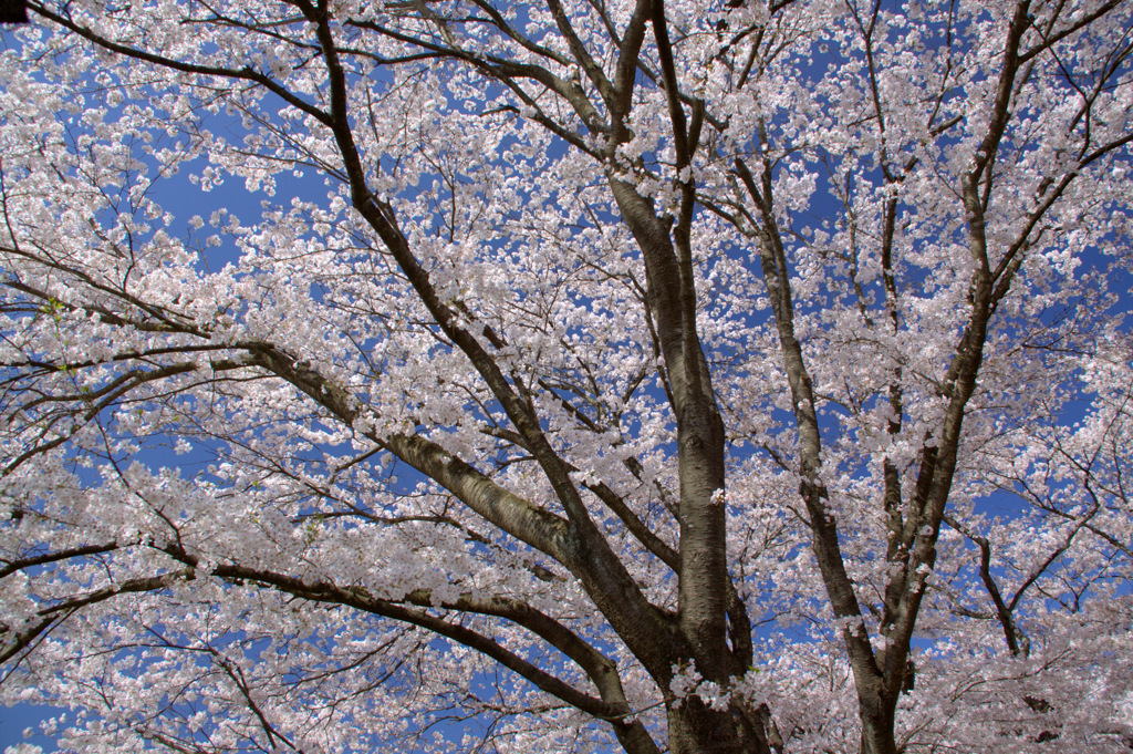 木次斐伊川堤防の桜