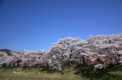 木次斐伊川堤防の桜