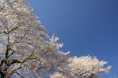 木次斐伊川堤防の桜