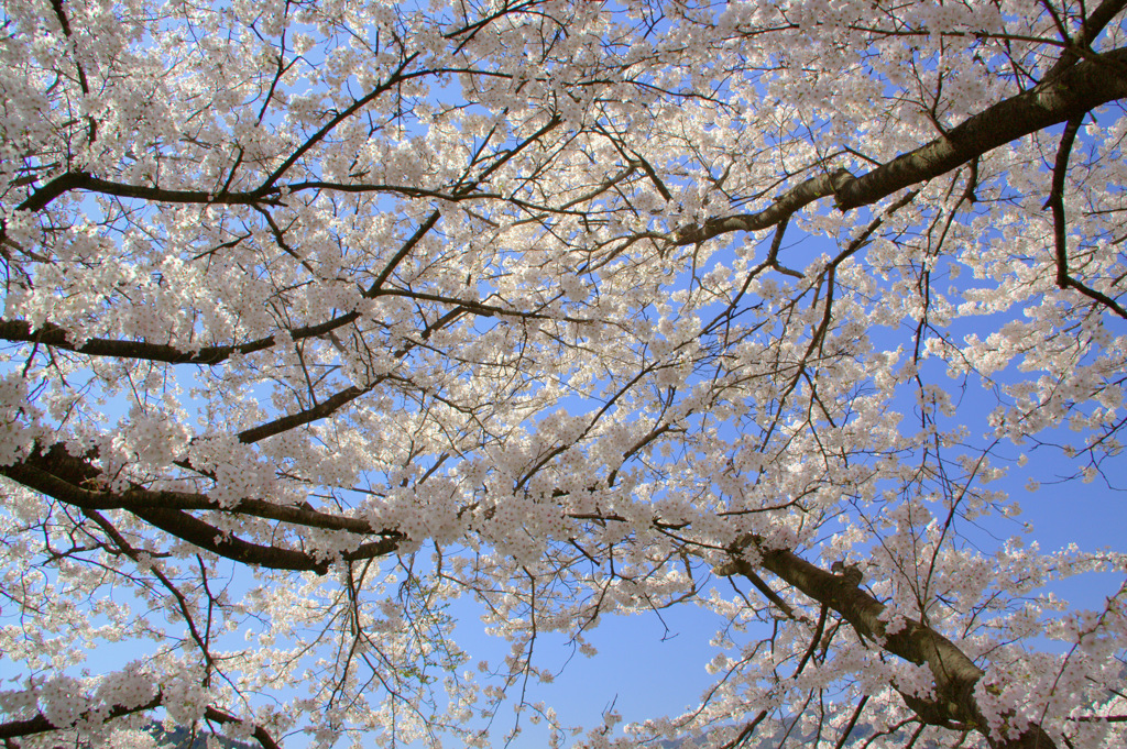 木次斐伊川堤防の桜