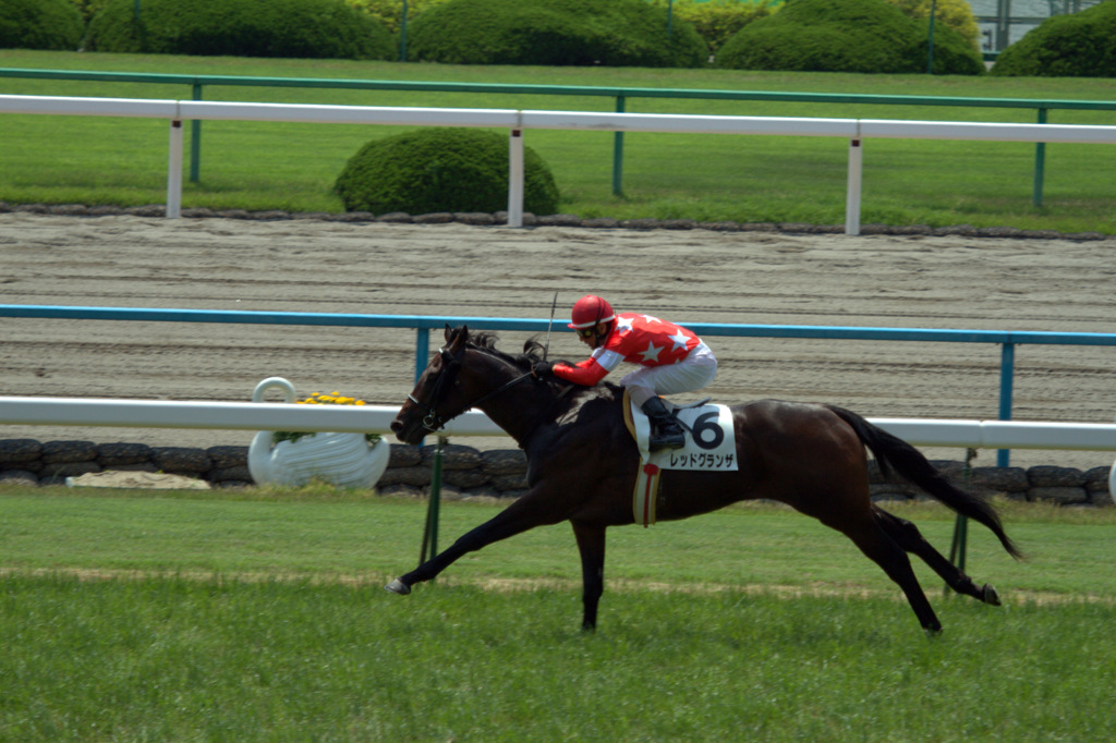 レッドグランザ　３歳未勝利戦　勝利