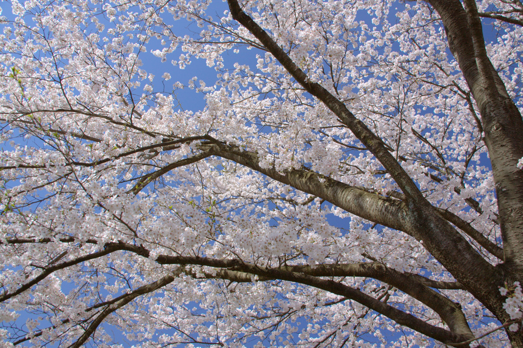 木次斐伊川堤防の桜