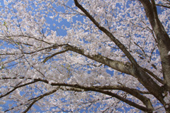 木次斐伊川堤防の桜